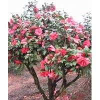 茶花！優(yōu)質(zhì)嫁接砧木茶花！10年生苗！