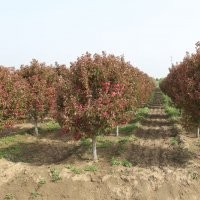 1-2公分高原之火、凱爾斯、絢麗海棠各5萬棵