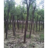 常年供應(yīng)：國(guó)槐、法桐、合歡、白臘、皂莢