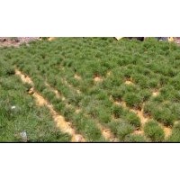 出售3年生五角楓小苗，2到3年生華山松，2到3年白皮松小苗