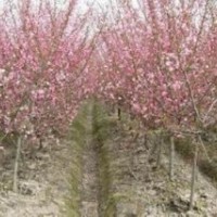 供應(yīng)西府海棠