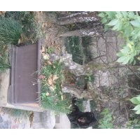 安慶龍山名樹(shù)園出售花臉木