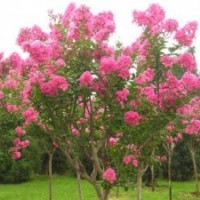 河南檜、國槐、欒樹、青桐、白蠟、合歡、紫薇、大葉女貞、榆葉梅