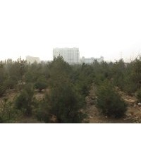 今冬明春大量供應1-8米白皮松，柳樹，欒樹 大葉女貞，法桐，紅葉