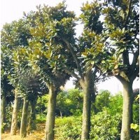 湖南苗木，喬灌木，各類球型苗木，色塊小苗，扦插小苗，綠化用苗