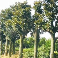 供應(yīng)：湖南廣玉蘭，米徑6-20公分廣玉蘭
