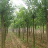 供應(yīng)造型國(guó)槐 速生國(guó)槐 悶子