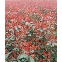 低價(jià)出售紅葉石楠、千竺桂、紫薇