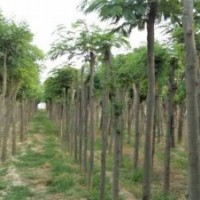 合歡白蠟速生國(guó)槐規(guī)格齊全(圖)