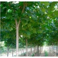 一種稀有的東方法桐懸鈴木