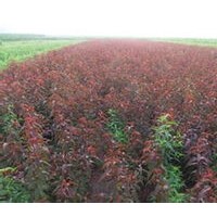 紅葉碧桃+優(yōu)質紅葉碧桃小苗供應+價格優(yōu)惠
