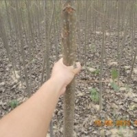 速生楊107 1到5公分