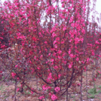 供應(yīng)開心果海棠，絢麗海棠，成品苗，半成品苗，根接苗