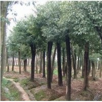 8公分香樟價(jià)格 香樟苗木 香樟批發(fā) 香樟的價(jià)格