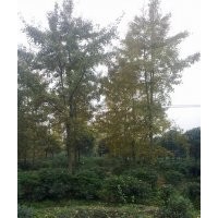 成都銀杏價(jià)格 杏樹特點(diǎn)