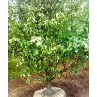 京紅海棠樹,京紅海棠,海棠樹