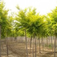 國(guó)槐花開(kāi) 花落