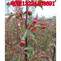 紅肉海棠、光輝海棠