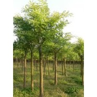 白蠟5-6年生,胸徑6-10cm