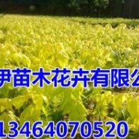 加拿大紅櫻，金葉糖槭，紅葉李，多季玫瑰