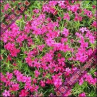 綠化苗木出圃是時間白碧桃、青銅樹苗