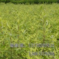 垂枝柳保定海源供應(yīng)物美價(jià)廉