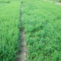 陜西小葉女貞|西北營(yíng)養(yǎng)缽苗木小葉女貞|西北女貞集散苗區(qū)