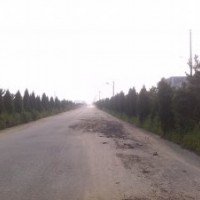 山東威海供應蜀塊、紫葉李、白蠟、黑松