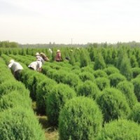 哪里檜柏球賣(mài)得好