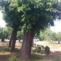 大量供應30-60的優(yōu)質國槐