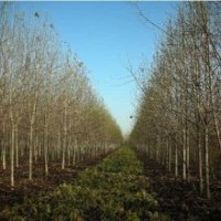 供應(yīng)：10-13CM辛荑，玉蘭，三千棵