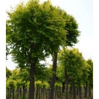 有供應不同規(guī)格黃金榆，8-14公分較多