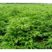 紅豆牌紅豆杉的綠化價(jià)值