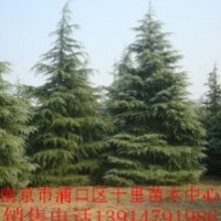 求購(gòu)雪松.找厚松.雪松產(chǎn)地.有厚松