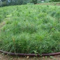 供應50公分油松苗