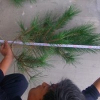 供應50公分油松樹苗 油松價格 油松小苗