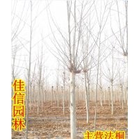 供6公分.8公分.10公分.12公分.15公分一年帽.二年帽速生法桐樹