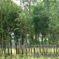 速生柳批發(fā)供應(yīng)海源廠家