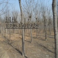大量供毛白楊／千頭椿／１０７楊／國槐／法桐 白蠟榆樹等