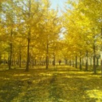 常年供應1-80公分銀杏樹