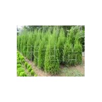 供應(yīng)山東蜀儈