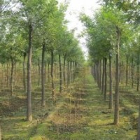供應(yīng)8-15公分的截桿發(fā)冒國(guó)槐1000棵，山東鄆城