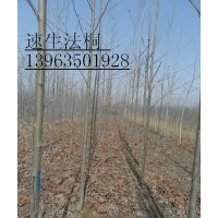 萬畝窄冠毛白楊／１０７楊／速生國槐／法桐白蠟千頭椿垂柳榆樹等