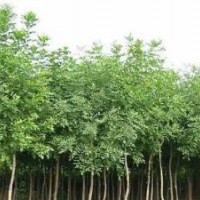 哪里出售優(yōu)質(zhì)速生柳樹苗 速生國槐 速生白蠟 小苗