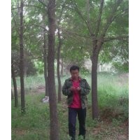基地售大規(guī)格臭椿白蠟國槐榆樹柳樹合歡刺槐景觀苗木9901柳