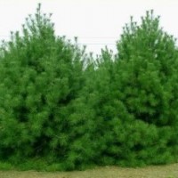 濟(jì)南3米白皮松 青島3.5米白皮松 天津3米白皮松