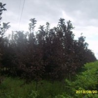 紫葉稠李王族海棠