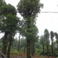 30公分香樟價(jià)格移植香樟樹價(jià)格