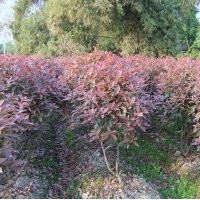 成都紅葉石楠價(jià)格 成都紅葉石楠報(bào)價(jià) 紅葉石楠品種 紅葉石楠規(guī)格