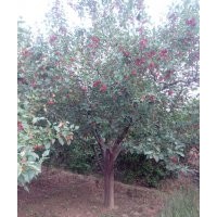 金玉苗木常年出售八棱海棠樹